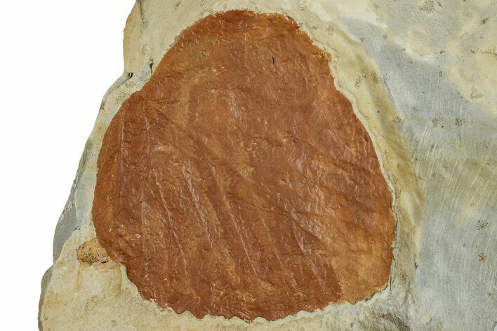 Fossil Leaf (Davidia) - Montana #262768